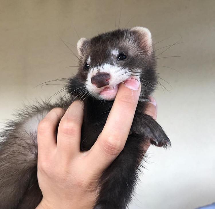 A pet Sable ferret